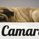 a pug dog is sleeping on a bed