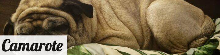a pug dog is sleeping on a bed