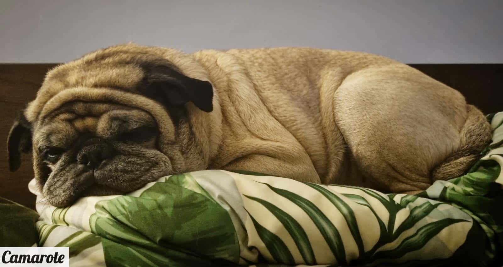 a pug dog is sleeping on a bed