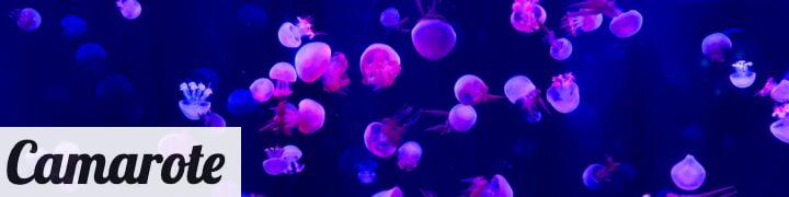 Animales bioluminiscentes: las luces naturales del mundo submarino