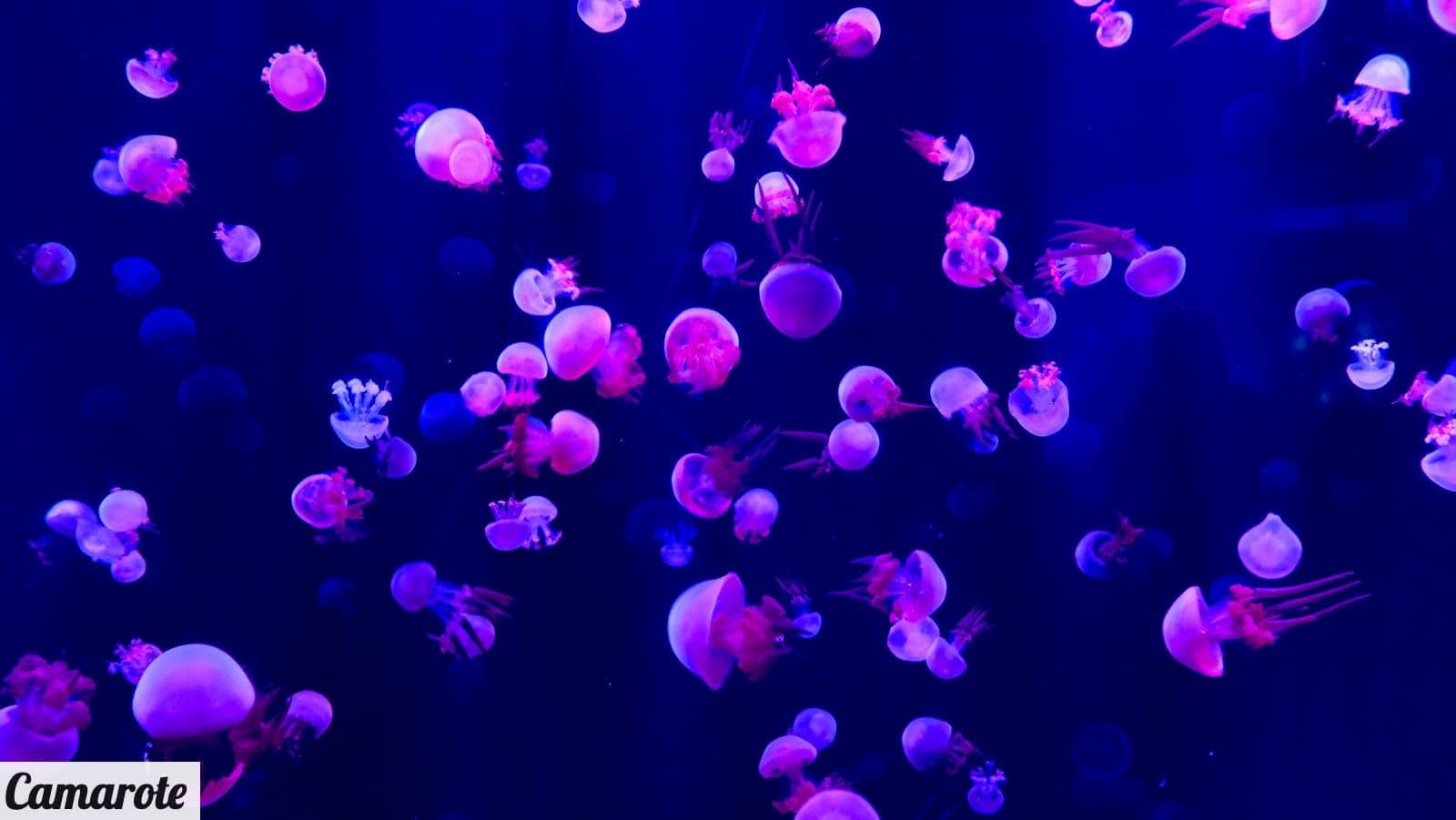 Animales bioluminiscentes: las luces naturales del mundo submarino